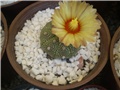 kaktusi